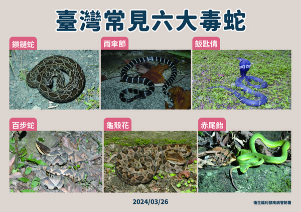 ▲▼台灣六大常見毒蛇，分別是鎖鏈蛇、雨傘節、飯匙倩、百步蛇、龜殼花、赤尾鮐。（圖／疾管署提供）