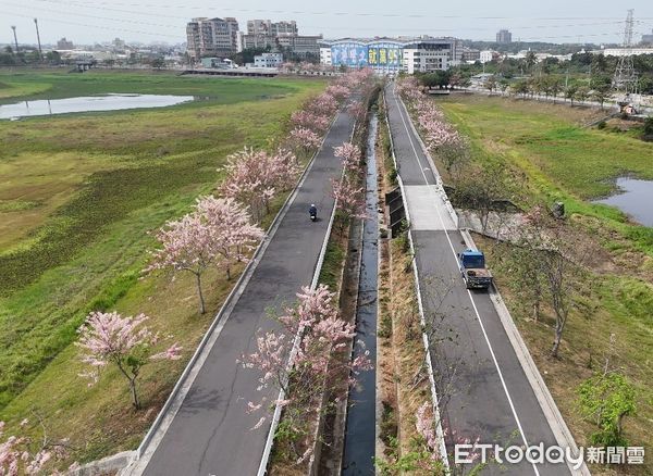 ▲台南市區仁德滯洪池周邊粉色花廊陸續盛開，喜迎府城初春爭相吐艷，黃偉哲市長邀請民眾把握花期，到仁德滯洪池畔賞花同樂。（圖／記者林東良翻攝，下同）