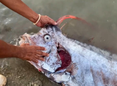 預兆？花蓮強震前30小時　菲律賓小島捕獲「罕見地震魚」