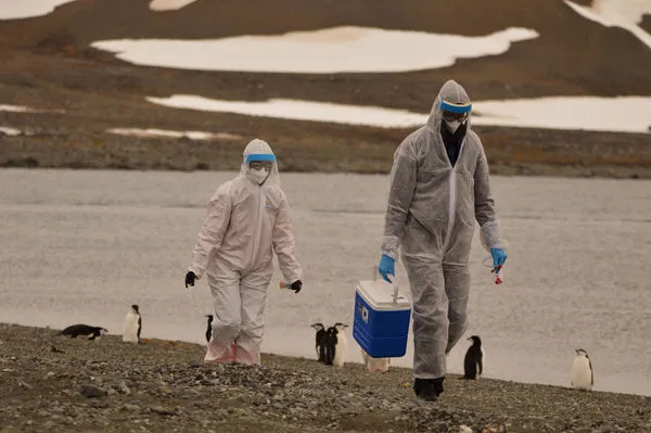 ▲▼研究人員穿著防護服，在南極洲智利南極領地採集野生動物樣本，其中檢測到了H5N1禽流感病毒。（圖／路透）