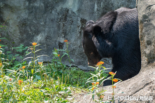 ▲北市動物園10歲黑熊「黑輪」首亮相！　牠「四腳站立」監督保育員工作（圖／台北市立動物園提供，請勿隨意翻拍，以免侵權。）