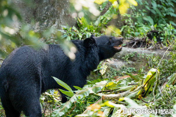 ▲北市動物園10歲黑熊「黑輪」首亮相！　牠「四腳站立」監督保育員工作（圖／台北市立動物園提供，請勿隨意翻拍，以免侵權。）