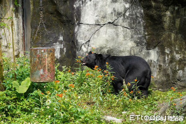 ▲北市動物園10歲黑熊「黑輪」首亮相！　牠「四腳站立」監督保育員工作（圖／台北市立動物園提供，請勿隨意翻拍，以免侵權。）