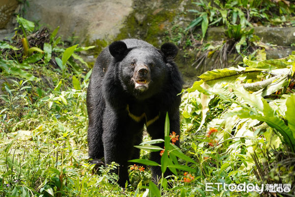 ▲北市動物園10歲黑熊「黑輪」首亮相！　牠「四腳站立」監督保育員工作（圖／台北市立動物園提供，請勿隨意翻拍，以免侵權。）