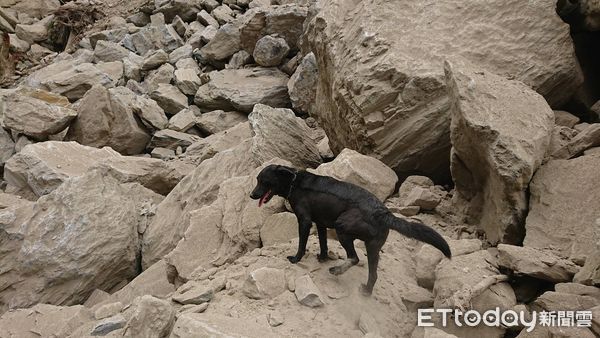 ▲▼花蓮地震，搜救犬Roger黑色拉布拉多於砂卡礑步道尋獲罹難者遺體。（圖／記者黃彥傑翻攝）