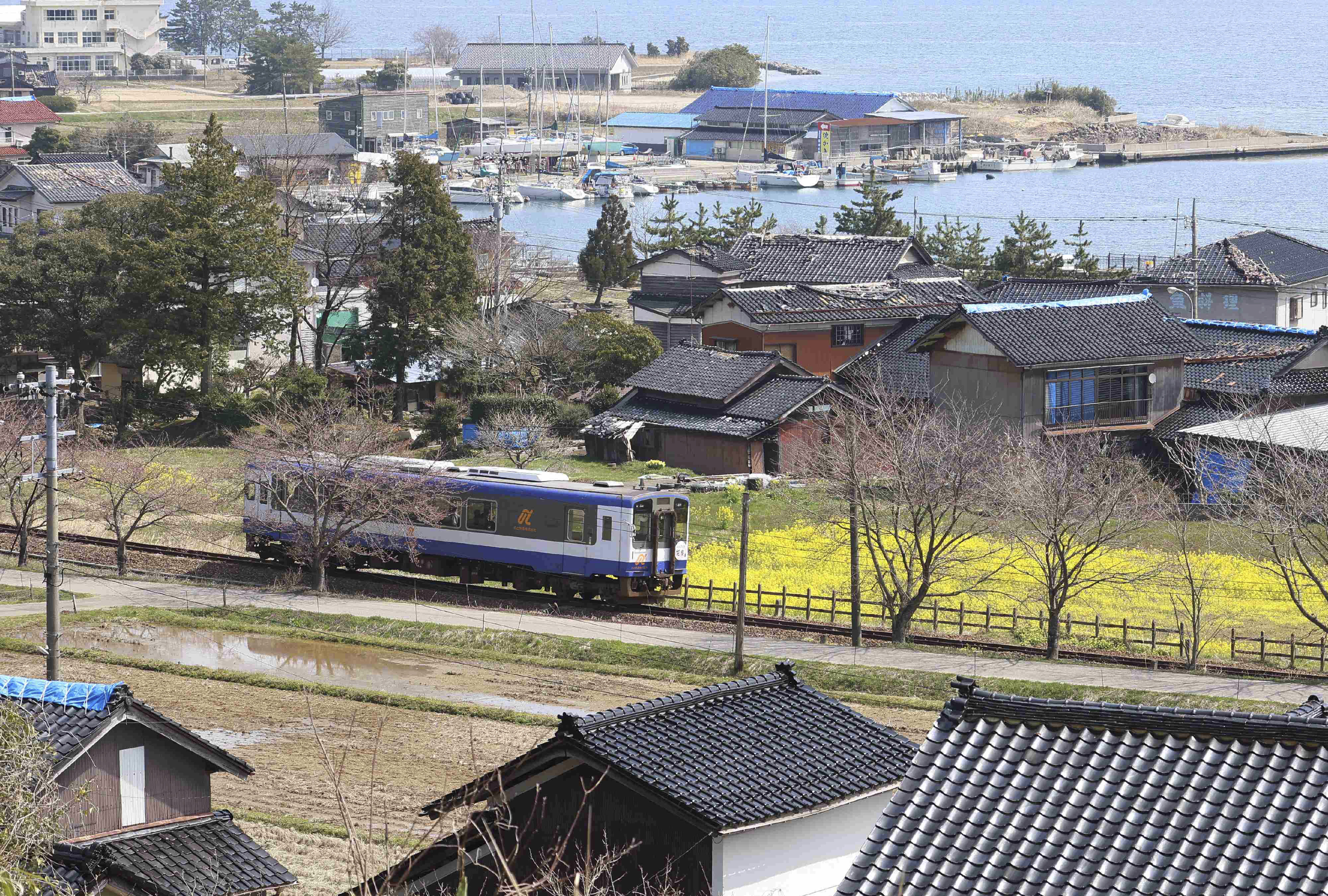 ▲▼能登鐵道全線復駛，沿線染井吉野櫻花樹含苞待放。（圖／達志影像／美聯社）