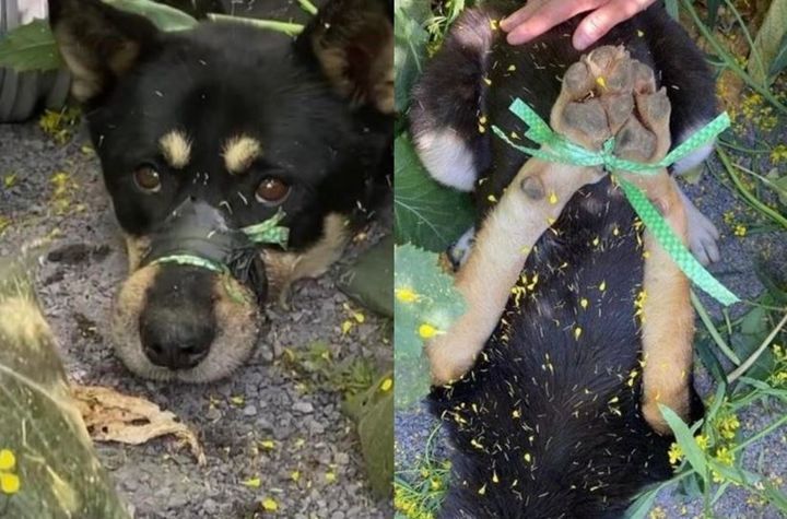 ▲▼南韓濟州島一隻幼犬慘遭飼主綑綁嘴、前腳，丟棄在某樹林裡。（圖／翻攝自Bobaedream）
