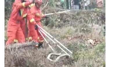 驚悚！海南島村民被蛇咬死！　消防員又活捉2條2米長眼鏡蛇王