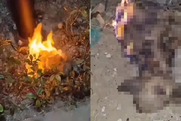 ▲▼馬來西亞一名男童將貴賓犬燒成火球後，將狗狗踢下橋。（圖／翻攝自Facebook）