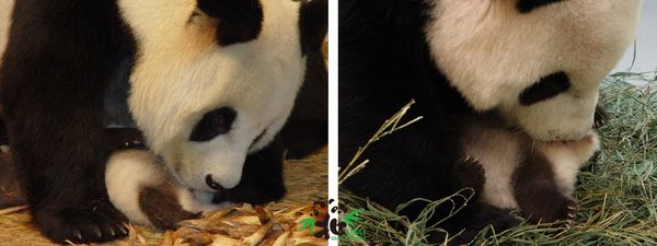 大貓熊圓圓、圓仔。（圖／台北市立動物園提供）