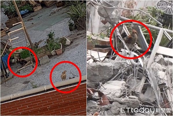 ▲▼天王星大樓的寵物雞仍在已成廢墟的家園。（圖／攝影中心、民眾提共翻攝）