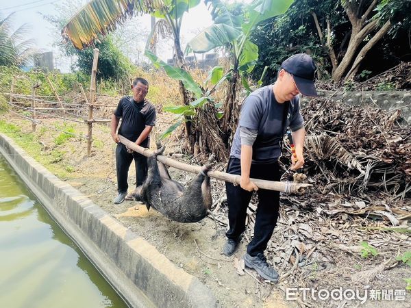 ▲▼      嘉義大林國中旁果園出現攻擊性山豬       。（圖／嘉義縣府家畜所長林珮如提供）