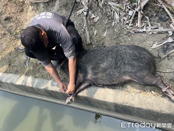 ▲▼      嘉義大林國中旁果園出現攻擊性山豬       。（圖／嘉義縣府家畜所長林珮如提供）