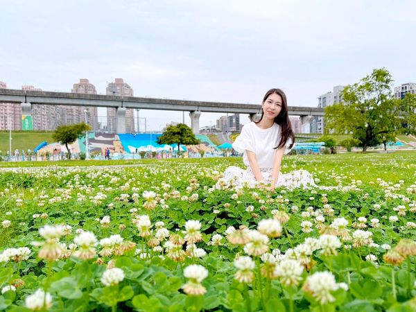 ▲新北大都會公園「白花三葉草」。（圖／高灘處提供）