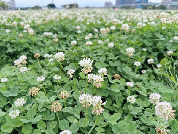 ▲新北大都會公園「白花三葉草」。（圖／高灘處提供）