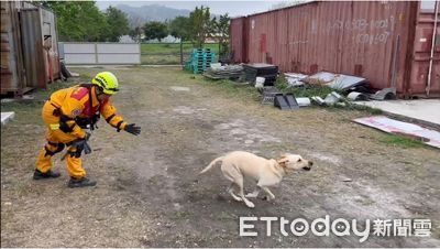 一聲「搜！」狗狗秒衝瓦礫堆找人　罕見搜救犬訓練畫面公開
