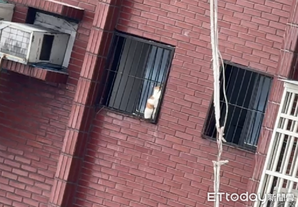 天王星拆除第五日，發現貓咪卡在窗戶。（圖／ETtoday攝影中心攝）