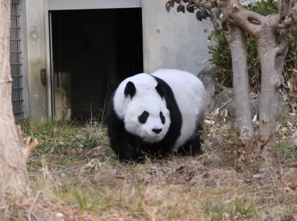 貓熊旦旦。（圖／翻攝自神戶王子動物園臉書）