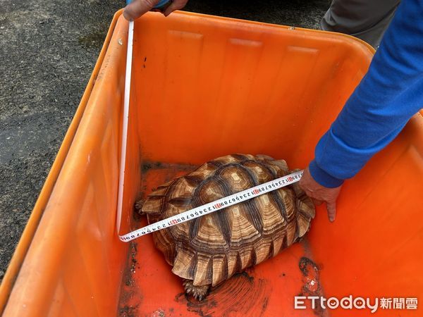 ▲▼陸龜誤闖菜園　保育類「蘇卡達象龜」獲暫養收容。（圖／記者陳凱力翻攝）