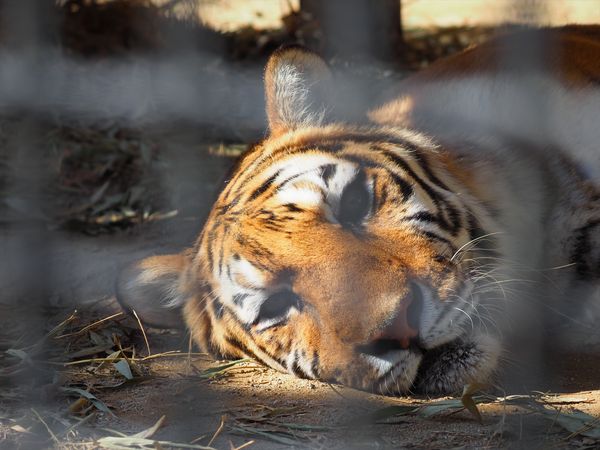 ▲▼日本最高齡的東北虎，由京都市動物園飼養的19歲母虎「アオイ」（Aoi）9日過世。圖為2023年11月所攝，當時年齡為19歲又1個月大。（圖／翻攝自Facebook／京都市動物園）