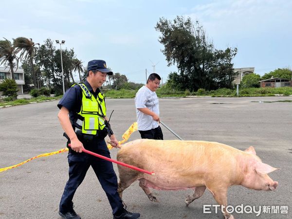 ▲雲林台西母豬撞壞圍欄逃出逛大街，警員費盡力氣將其趕回豬舍。（圖／記者蔡佩旻翻攝）