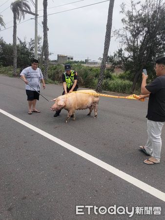 ▲雲林台西母豬撞壞圍欄逃出逛大街，警員費盡力氣將其趕回豬舍。（圖／記者蔡佩旻翻攝）