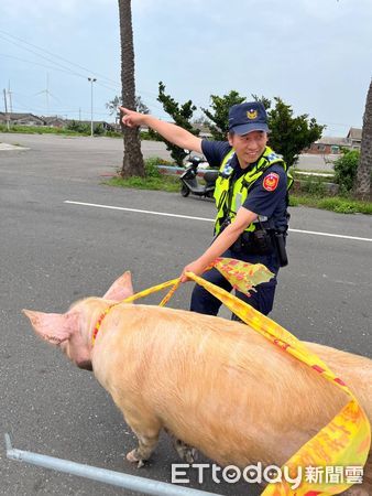 ▲雲林台西母豬撞壞圍欄逃出逛大街，警員費盡力氣將其趕回豬舍。（圖／記者蔡佩旻翻攝）