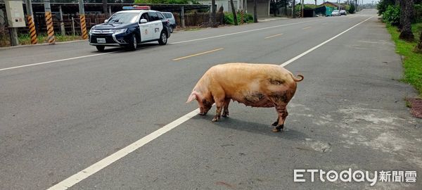 ▲雲林台西母豬撞壞圍欄逃出逛大街，警員費盡力氣將其趕回豬舍。（圖／記者蔡佩旻翻攝）