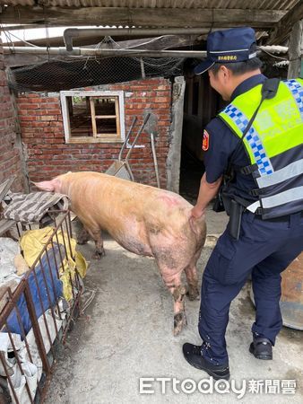 ▲雲林台西母豬撞壞圍欄逃出逛大街，警員費盡力氣將其趕回豬舍。（圖／記者蔡佩旻翻攝）