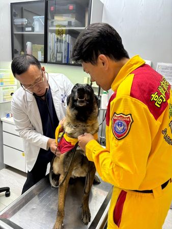 ▲▼高雄4搜救犬任務結束去健檢　Roger「苦瓜臉」站診療台抽血。（圖／翻攝自高雄市政府消防局特搜中隊搜救犬隊）