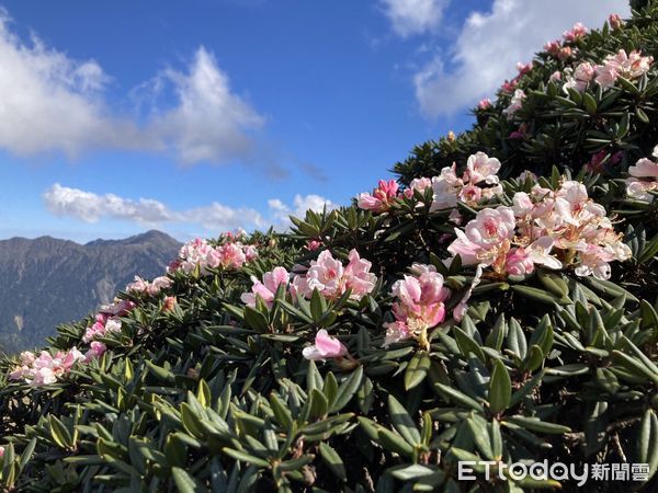 ▲▼合歡山週邊受地震影響輕微，部分步道地區無安全顧慮、將優先開放部分山區步道。（圖／太管處提供，下同）