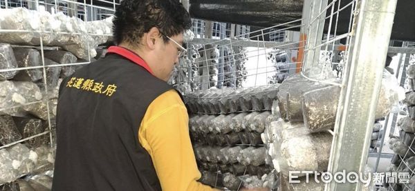 ▲受強震影響，吉安鄉木耳菇寮固定層架歪斜，導致菇包掉落、破損。（圖／記者王兆麟翻攝，下同）