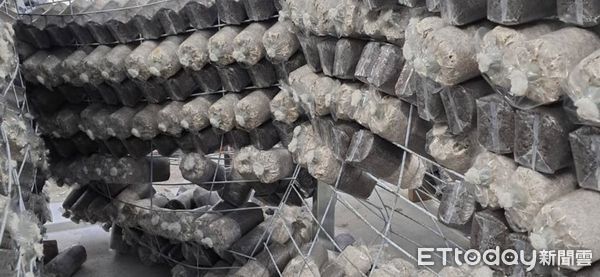 ▲受強震影響，吉安鄉木耳菇寮固定層架歪斜，導致菇包掉落、破損。（圖／記者王兆麟翻攝，下同）