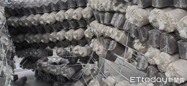 ▲受強震影響，吉安鄉木耳菇寮固定層架歪斜，導致菇包掉落、破損。（圖／記者王兆麟翻攝，下同）