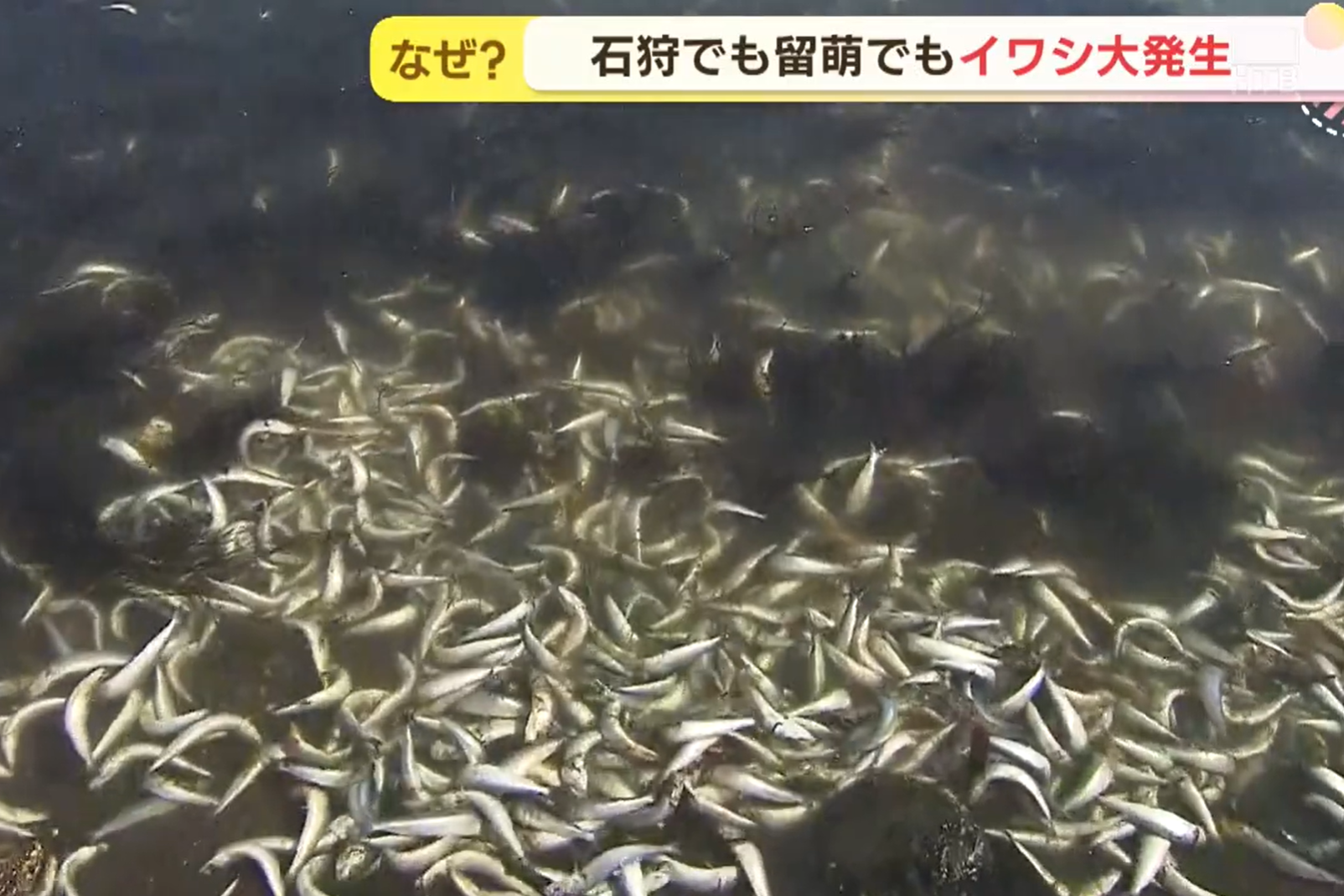 ▲▼ 大量沙丁魚屍體被沖上岸。（圖／翻攝自YouTube）