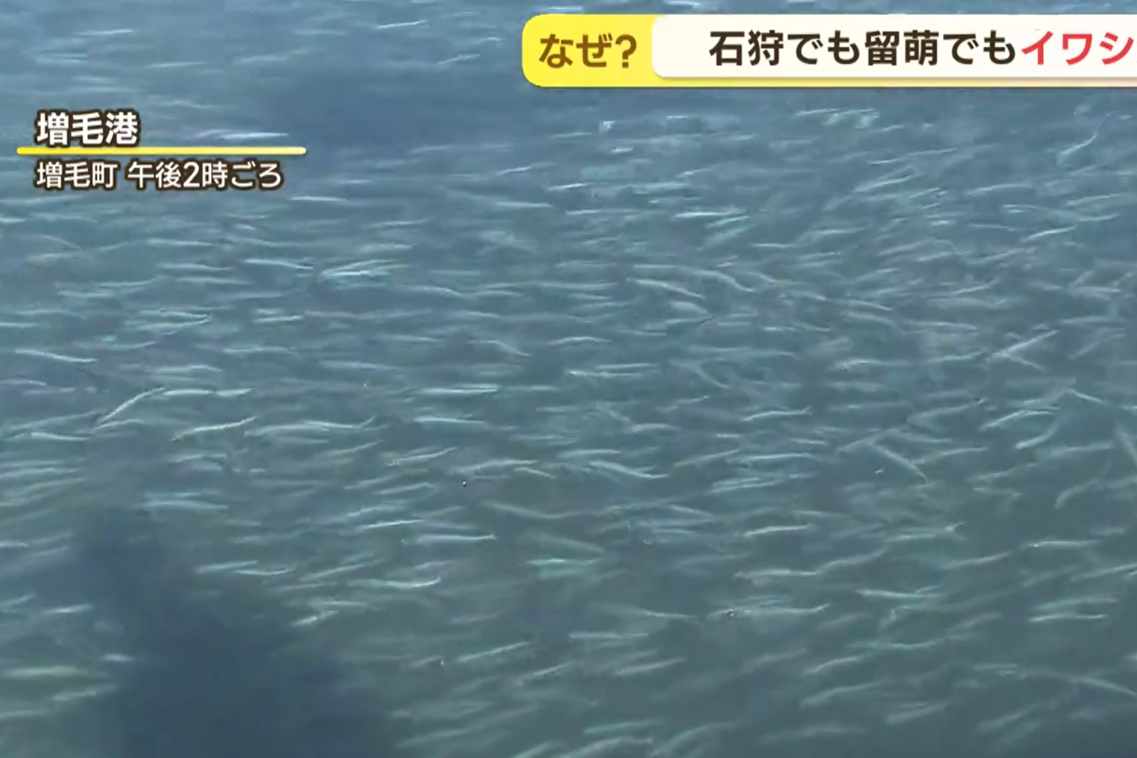 ▲▼ 大量沙丁魚屍體被沖上岸。（圖／翻攝自YouTube）
