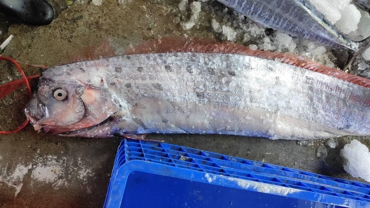 ▲台東成功捕獲22.8公斤地震魚。（圖／記者楊漢聲翻攝）