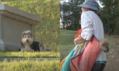 韓國阿嬤每天帶6隻幼犬「坐公車到墳場」　跟蹤調查真相藏洋蔥