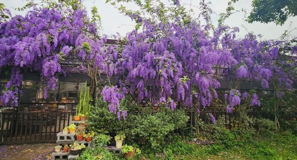 ▲桃園大溪北橫遊客中心就有一處「大花錫葉藤」盛放。（圖／網友楊惠娟提供，請勿隨意翻拍，以免侵權）