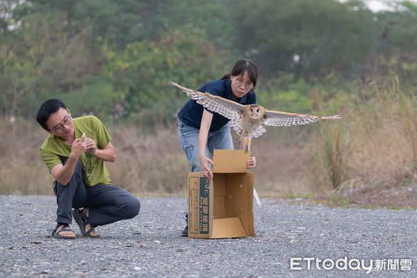 ▲屏東鴞野放成功              。（圖／屏東縣政府提供）