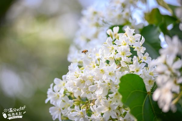 ▲▼戀戀四月雪，2024雲林的桐花也悄悄綻放啦。（圖／部落客滿分的旅遊札記授權提供，勿擅自翻攝）