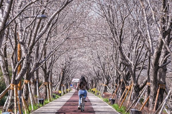 ▲▼釜山景點 大渚生態公園 騎腳踏車漫遊櫻花隧道。（圖／部落客周花花提供）