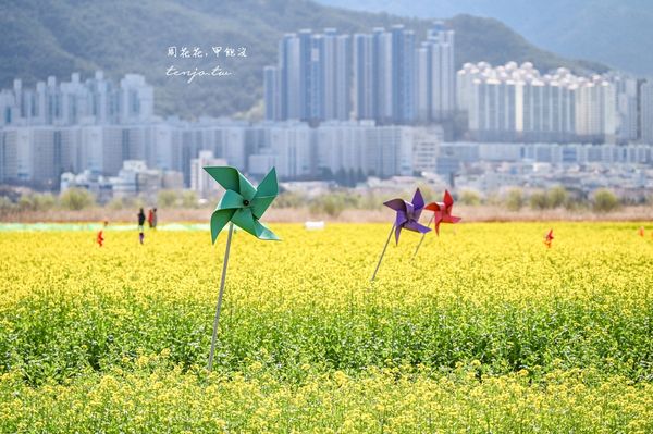 ▲▼釜山景點 大渚生態公園 騎腳踏車漫遊櫻花隧道。（圖／部落客周花花提供）