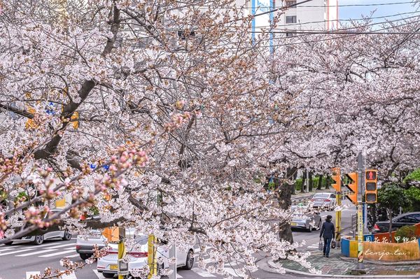 ▲▼釜山賞櫻景點　南川洞櫻花路、自由行搭地鐵交通方便。（圖／部落客周花花提供）