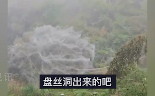 ▲▼ 泉州出現大型蜘蛛網盤絲洞            。（圖／翻攝 百度）