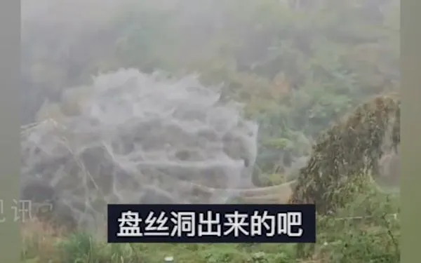 ▲▼ 泉州出現大型蜘蛛網盤絲洞            。（圖／翻攝 百度）
