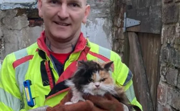 消防員辛苦救出卡牆縫小貓　「貓主子氣噗噗表情」爆紅：不想被救。（圖／翻攝自Facebook／Lancashire Fire and Rescue Service ）