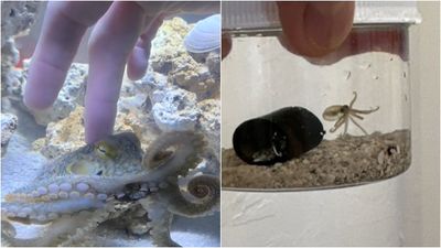 兒子想養章魚！暖心父買回一隻　竟然狂生50胎「他秒變奶爸」