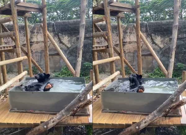 台灣黑熊黑皮洗澡。（圖／翻攝自壽山動物園）