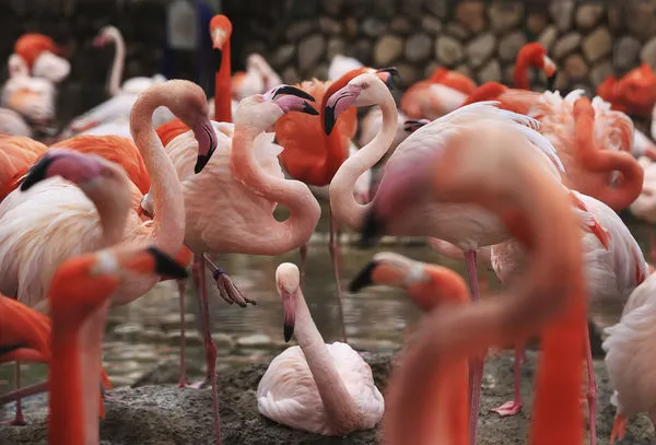 ▲▼紅鶴,火烈鳥。（圖／CFP）